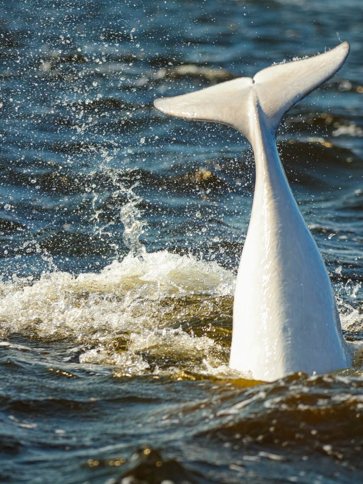 beluga-whale-tail-splashing