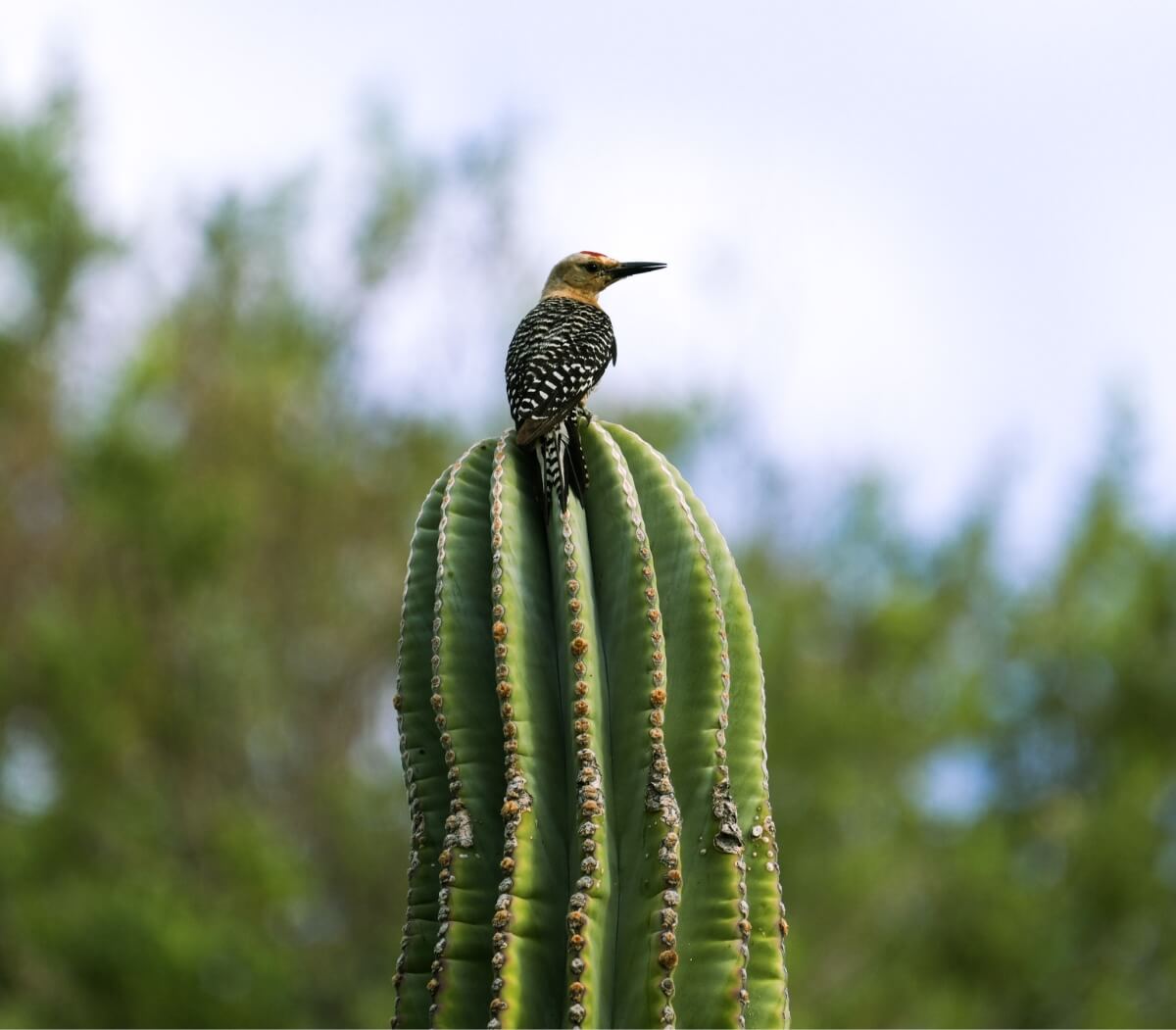 bird-cactus-baja