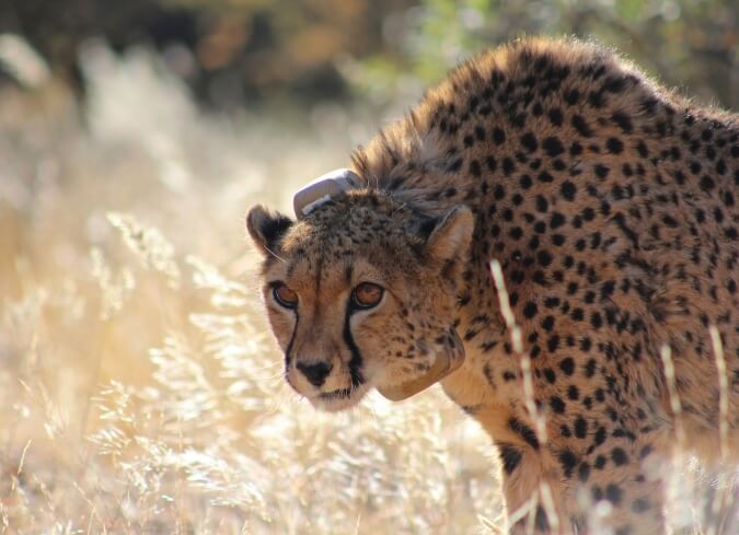 cheetah-wildlife-conservation-namibia