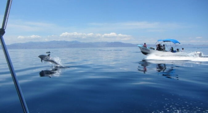 dolphins-breaching-near-boat-baja
