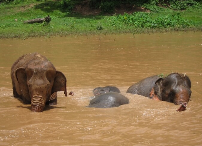 elephants-bathing-thailand