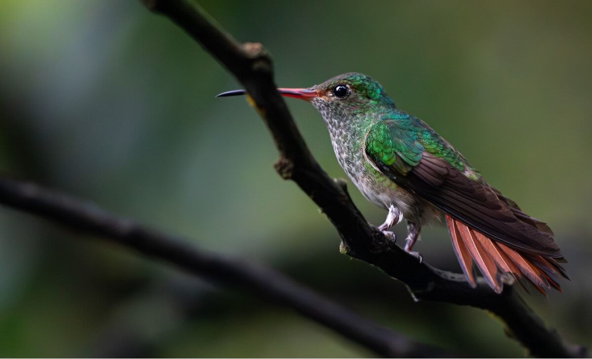 hummingbird-ecuador