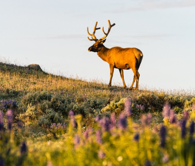 photograph-elk-at-sunset