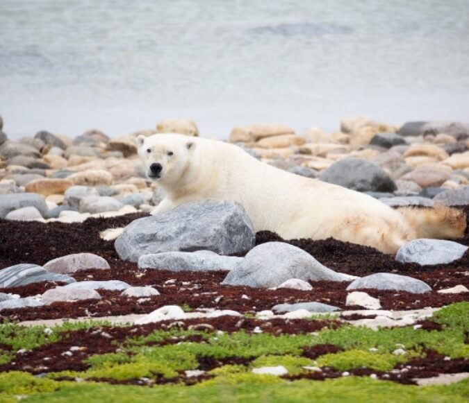 polar-bear-arctic-tundra