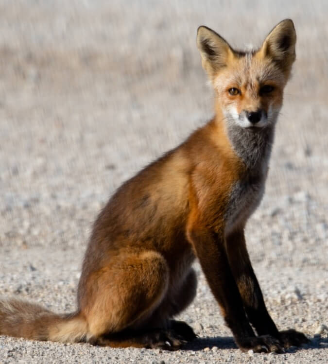 red-fox-spotted-canada