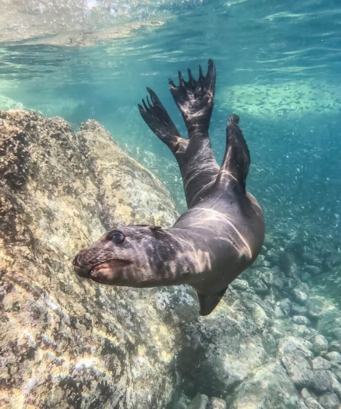 sea-lion-swimming-underwater-baja