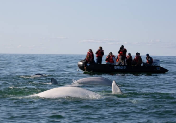 students-photograph-beluga-whales-churchill-river-estuary