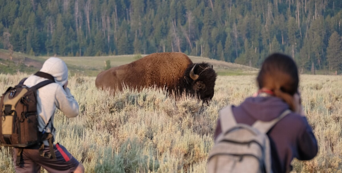 students-photographing-bison-yellowstone