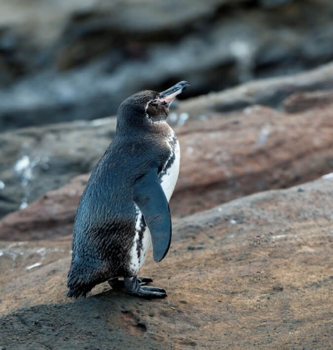 galapagos-penguin-galapagos-islands-ecuador