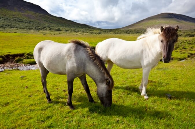horses-iceland-expedition
