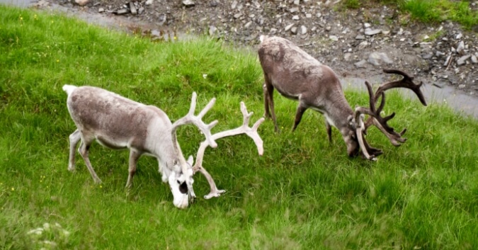 reindeer-grazing-grass-norway