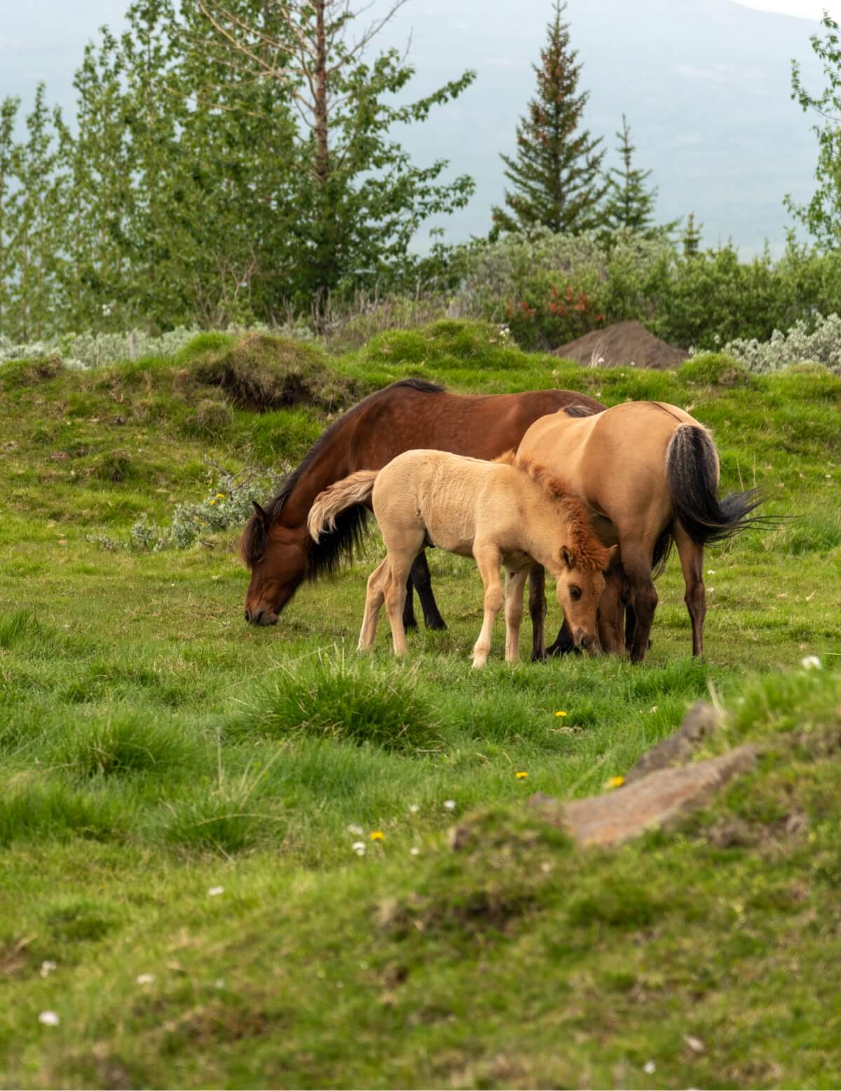 icelandic-horses